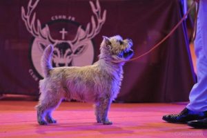 jeune cairn terrier mâle