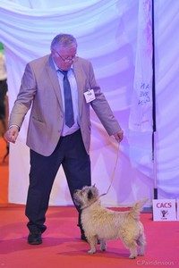 femelle cairn terrier classe ouverte