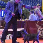 championne cairn terrier femelle