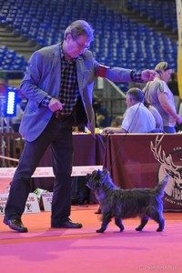 championne cairn terrier femelle