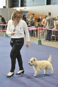 cairn terrier