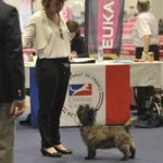 championne cairn terrier