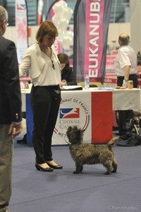 championne cairn terrier