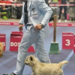 cairn terrier au trot