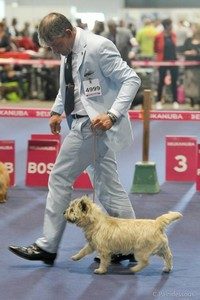 cairn terrier au trot