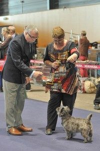 cairn terrier femelle