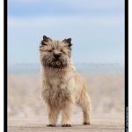 femelle cairn terrier