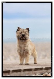 femelle cairn terrier