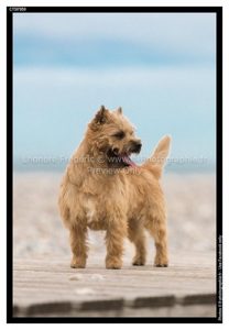 mâle cairn terrier