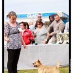 meilleur cairn terrier de la journée