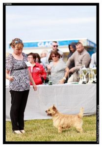 meilleur cairn terrier de la journée