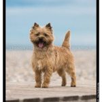 male fauve cairn terrier