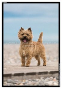 male fauve cairn terrier