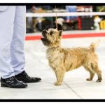 jeune cairn en statique