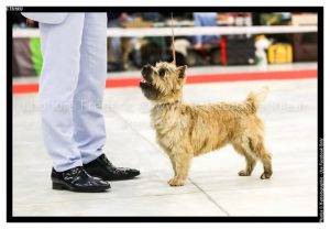 jeune cairn en statique