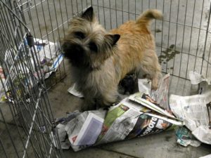 cairn terrier 3 eme classe ouverte