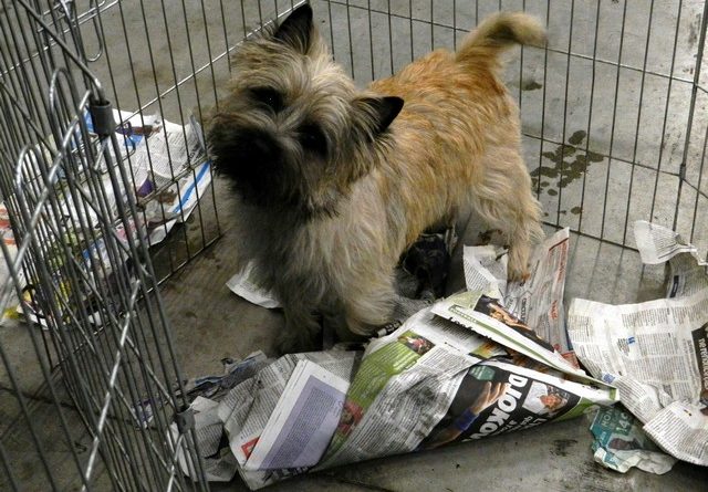 cairn terrier 3 eme classe ouverte