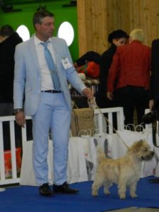 cairn terrier classe ouverte male