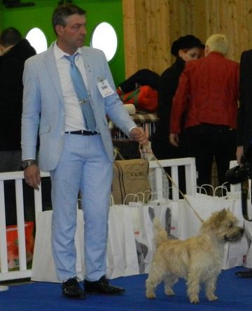 cairn terrier classe ouverte male