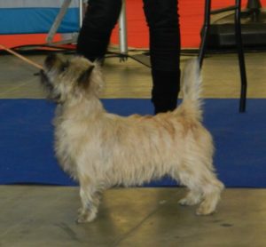 cairn terrier classe jeune