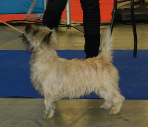 cairn terrier classe jeune