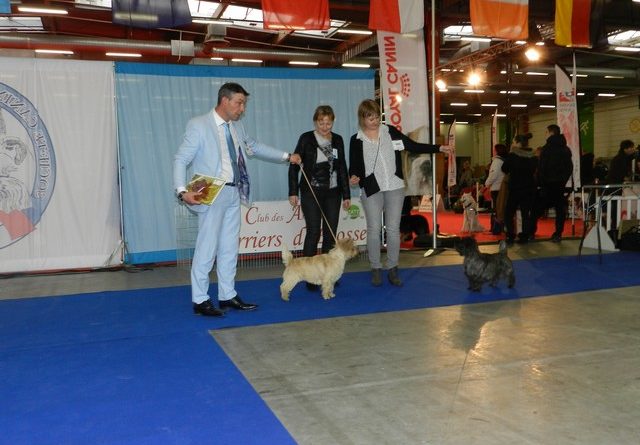 cairn terrier meilleur de race