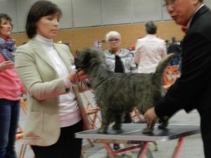 male cairn terrier