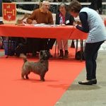 meilleur cairn terrier