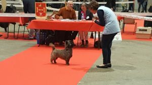 meilleur cairn terrier