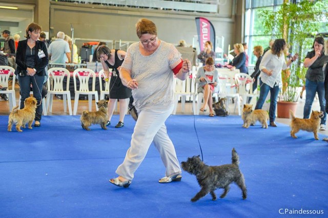 cairn terrier