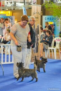 cairn terrier