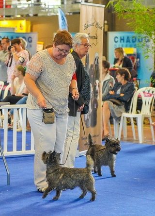 cairn terrier