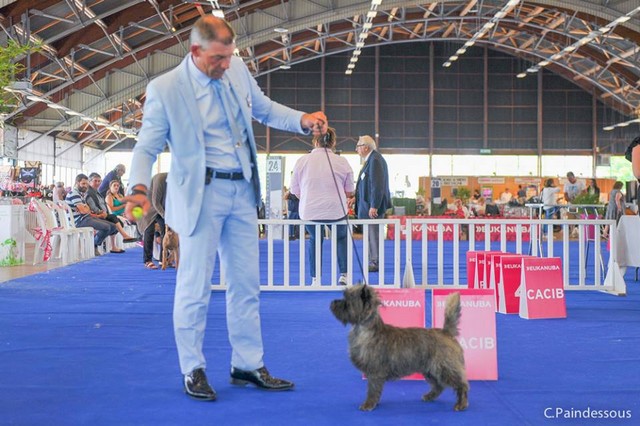 cairn terrier