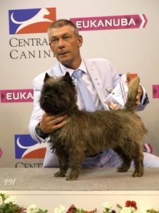 cairn terrier