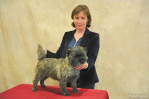 cairn terrier