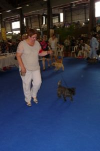 cairn terrier