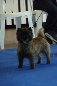 cairn terrier