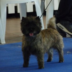 cairn terrier