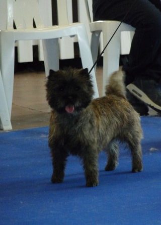 cairn terrier