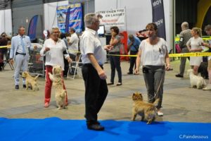 cairn terrier