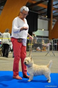 cairn terrier