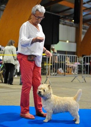 cairn terrier