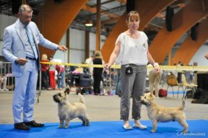 cairn terrier