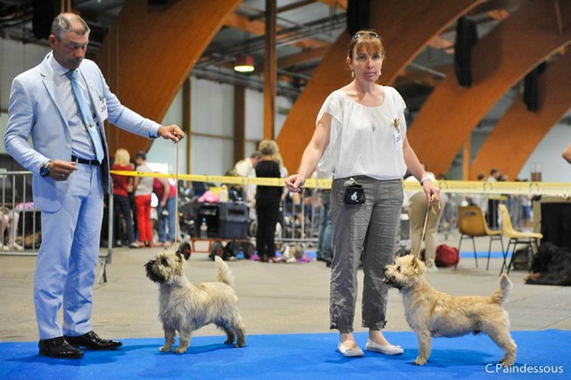 cairn terrier