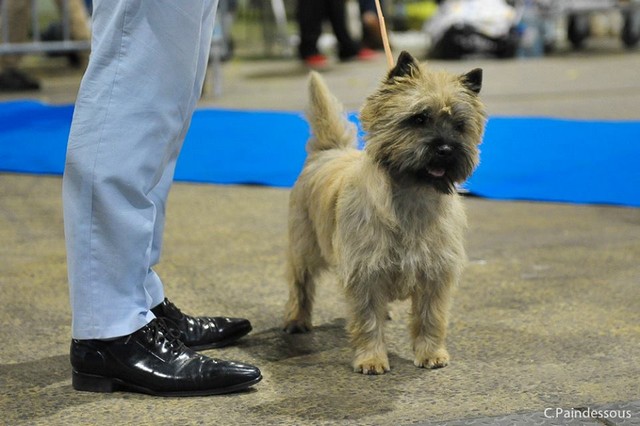 cairn terrier male