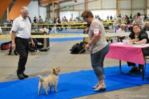 cairn terrier