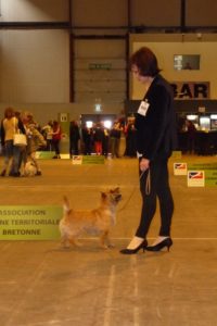 cairn terrier adulte