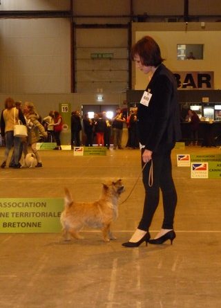 cairn terrier adulte