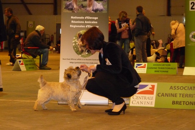 cairn terrier adulte