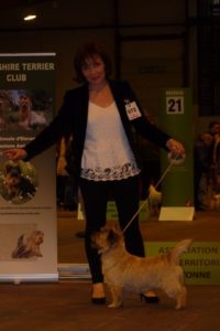 cairn terrier adulte